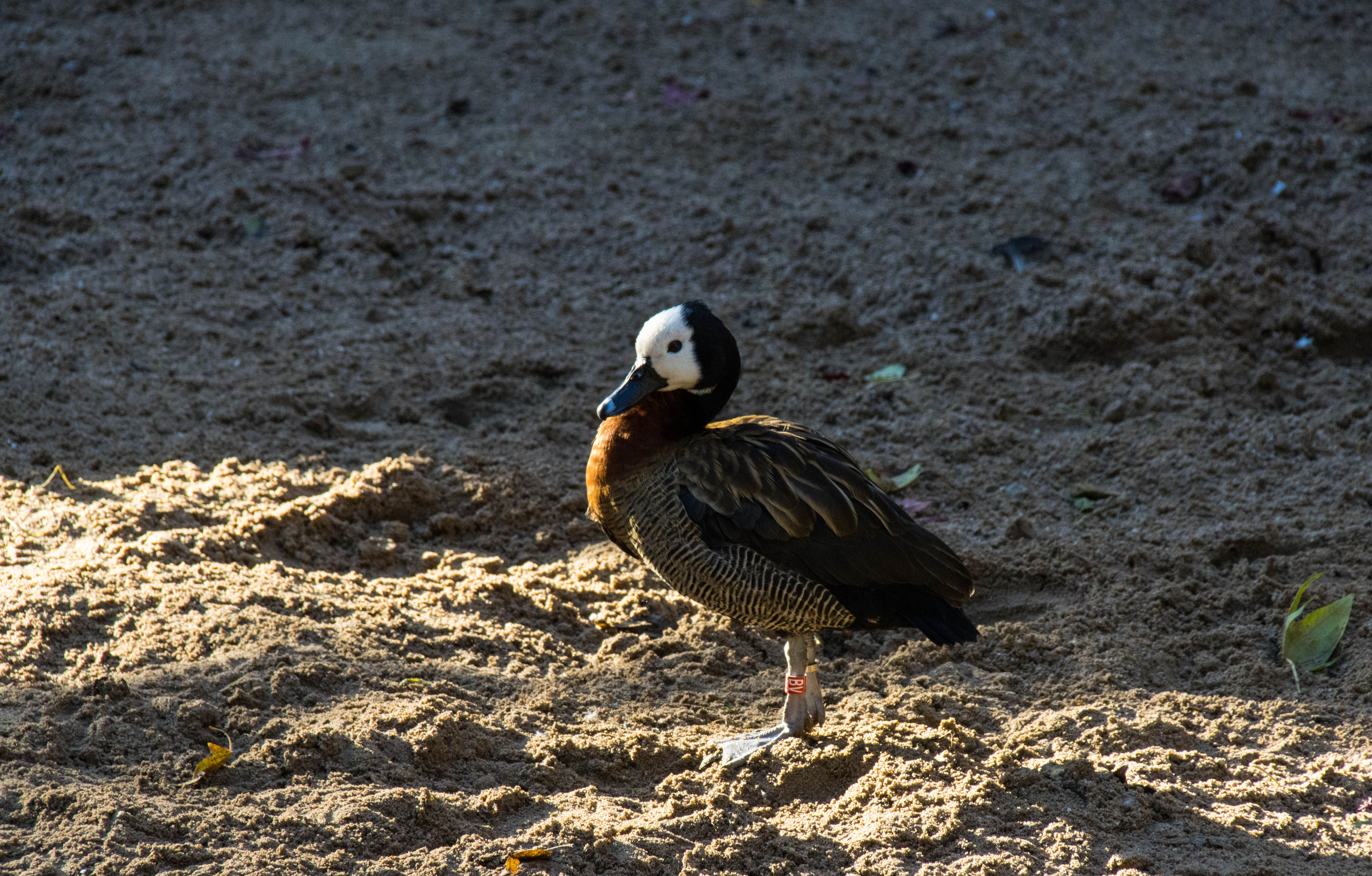 Dendrocygne veuf-_MG_3140.jpg